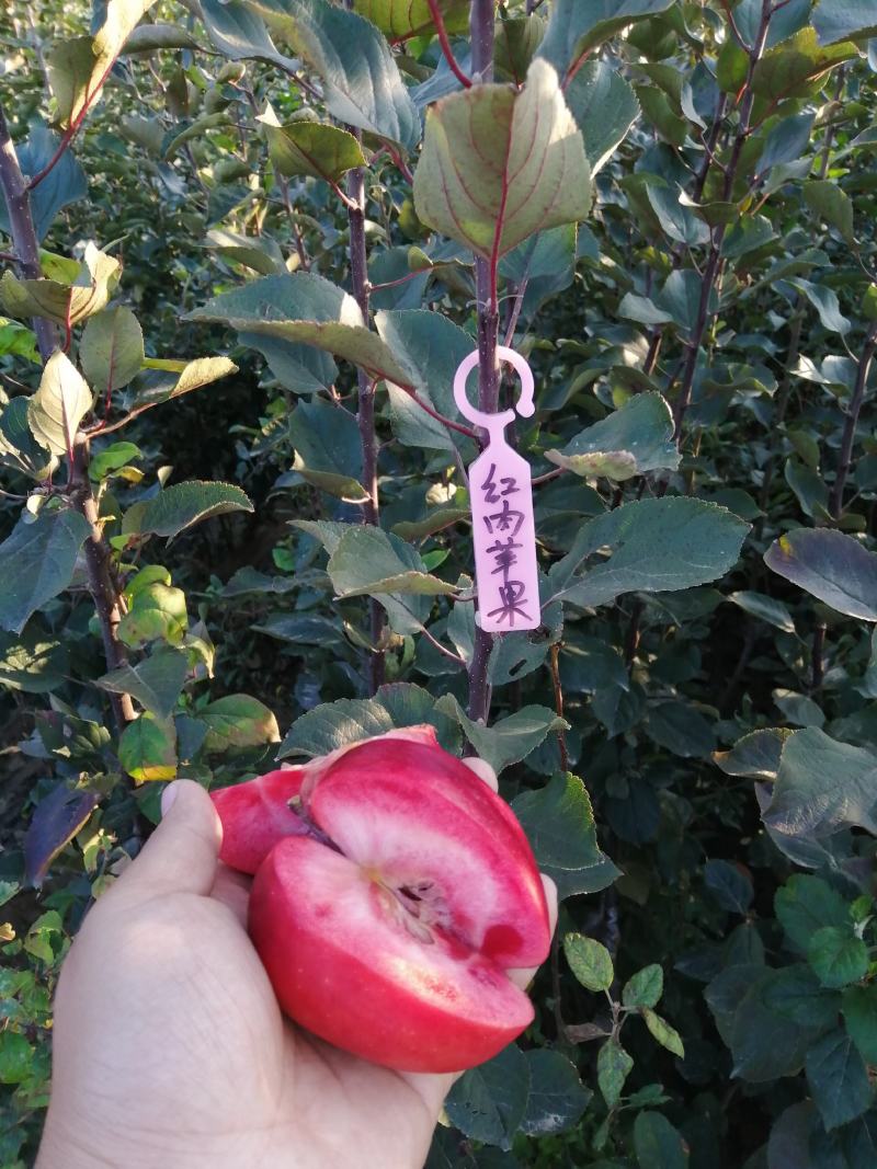 【推荐】红肉苹果苗红色之爱苹果苗红肉苹果苗根系发达