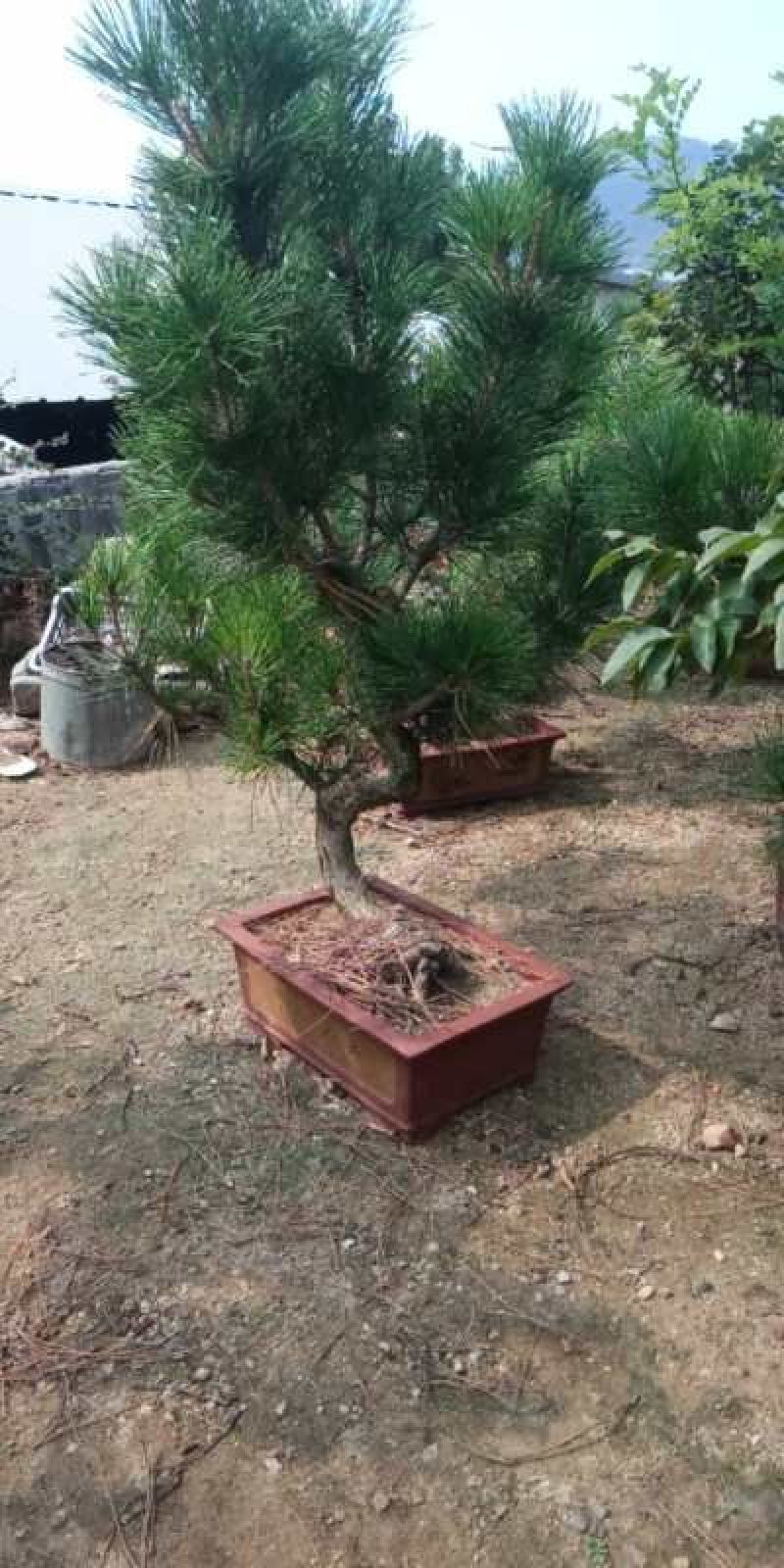 黑松盆景，产地直销，量大从优，可观赏，可视频看货，可送礼