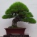 黑松盆景，产地直销，量大从优，可观赏，可视频看货，可送礼