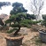 黑松盆景，产地直销，量大从优，可观赏，可视频看货，可送礼