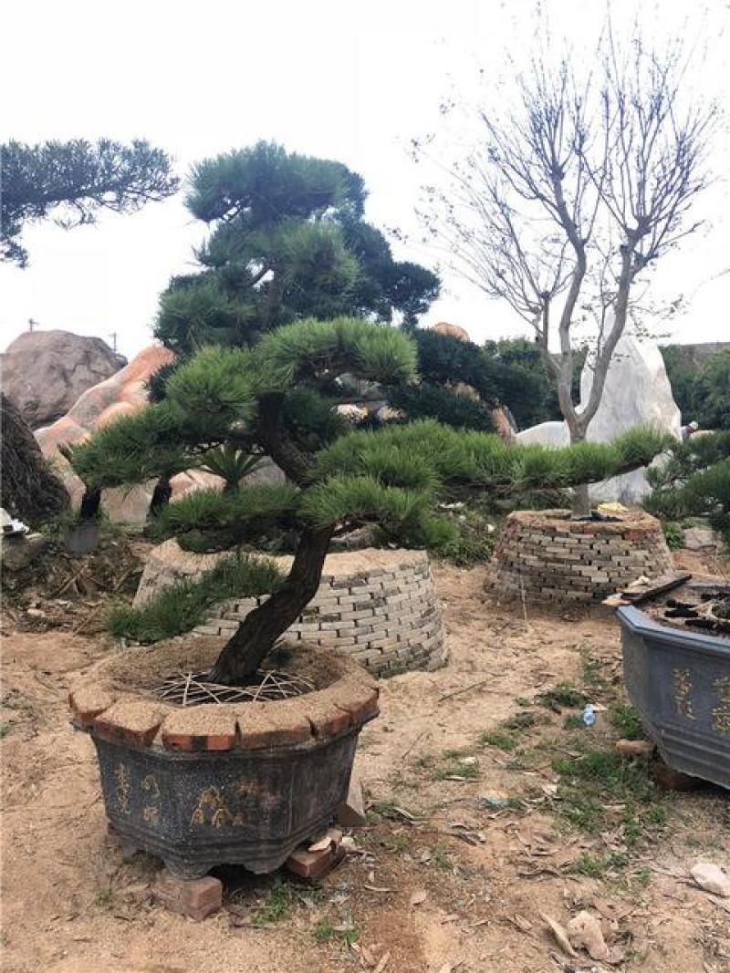 黑松盆景，产地直销，量大从优，可观赏，可视频看货，可送礼