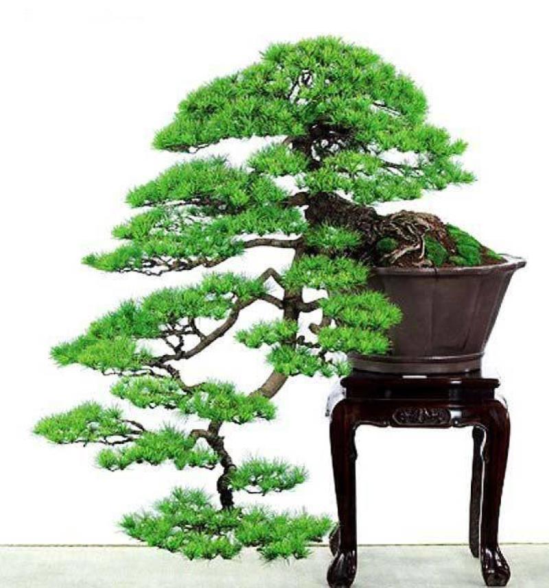 黑松盆景，产地直销，量大从优，可观赏，可视频看货，可送礼