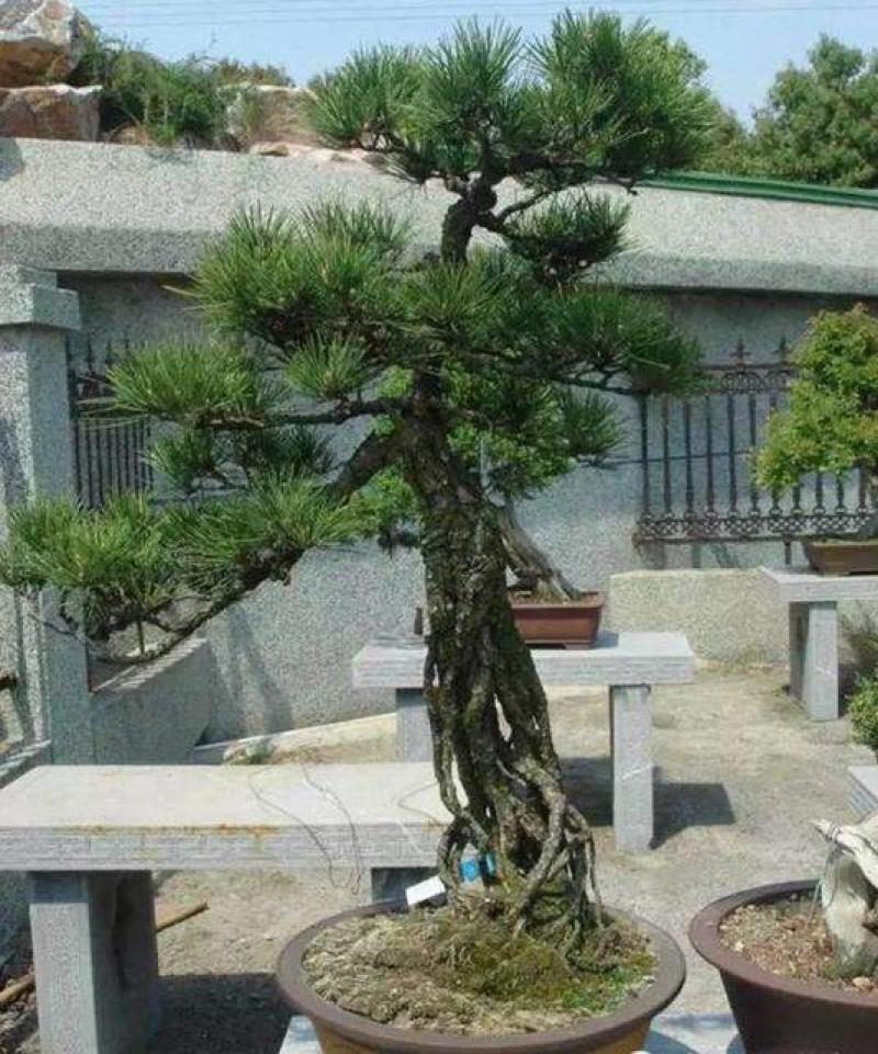 黑松盆景，产地直销，量大从优，可观赏，可视频看货，可送礼