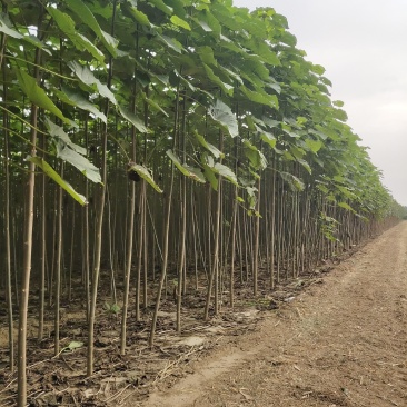 山东泡桐基地，冠县双赢苗木种植专业合作社