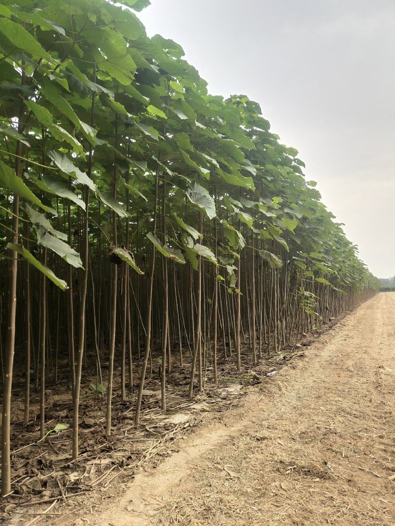 山东泡桐基地，冠县双赢苗木种植专业合作社