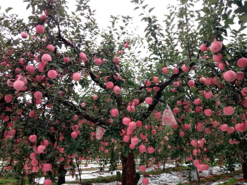 【产地】鸡心果苹果苗锦绣海棠苗鸡心果苹果苗成活率好
