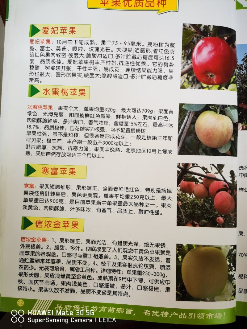 【产地】鸡心果苹果苗锦绣海棠苗鸡心果苹果苗成活率好