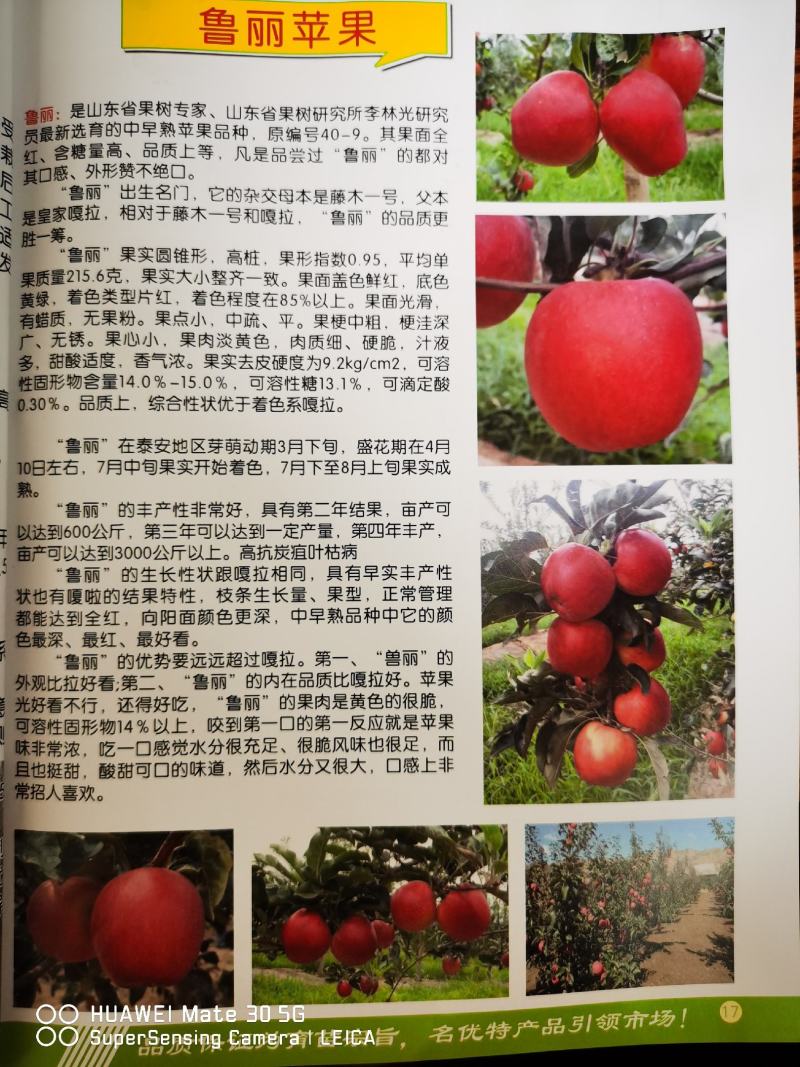 【产地】鸡心果苹果苗锦绣海棠苗鸡心果苹果苗成活率好