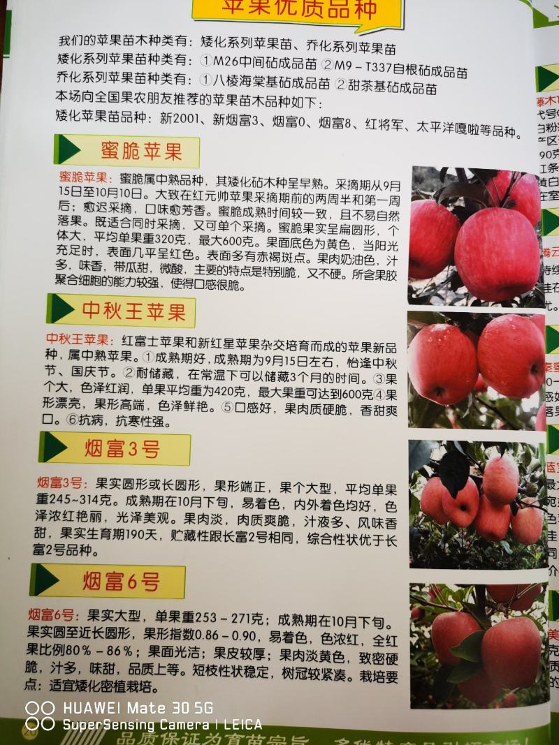 【产地】鸡心果苹果苗锦绣海棠苗鸡心果苹果苗成活率好