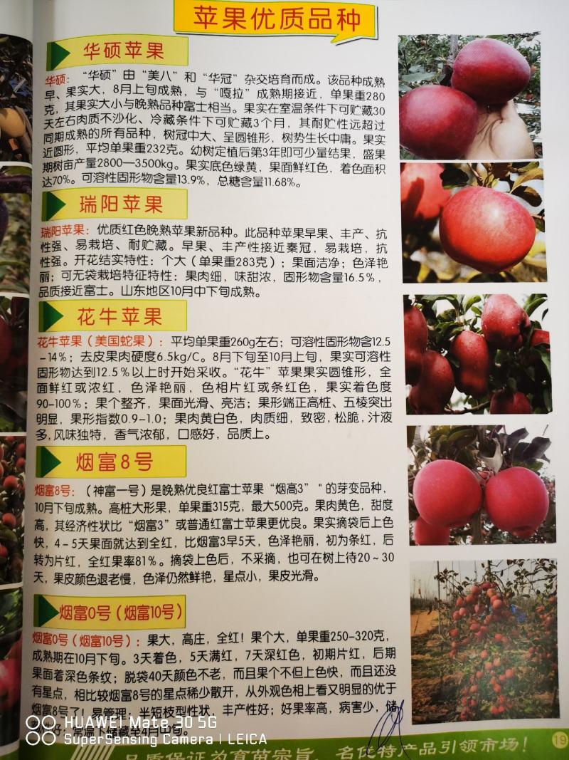 【产地】鸡心果苹果苗锦绣海棠苗鸡心果苹果苗成活率好
