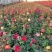 家庭养植花开四季开花阳台可种植