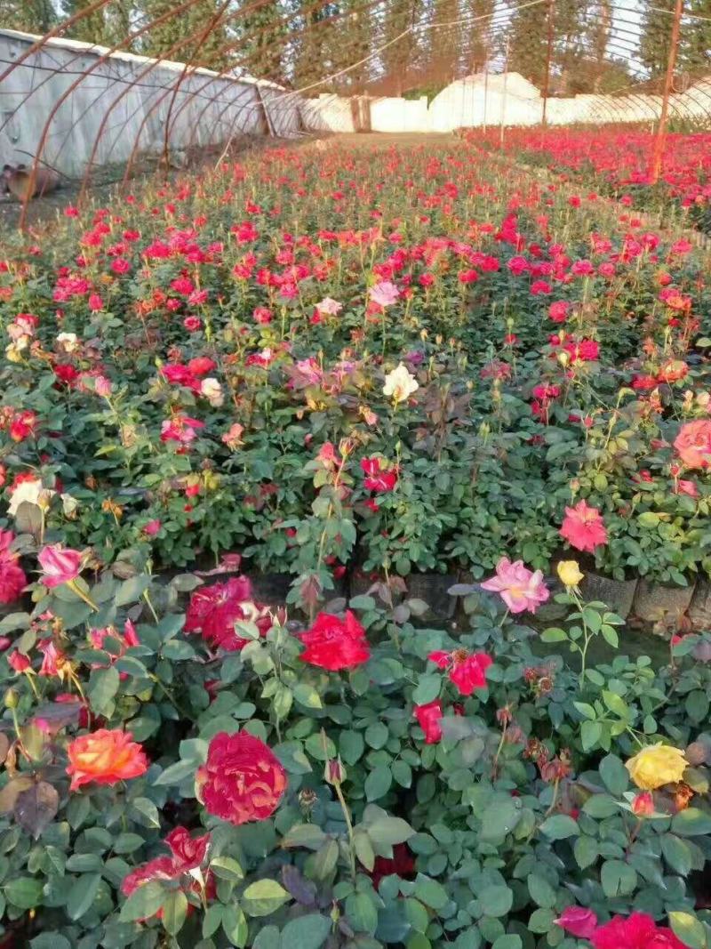 家庭养植花开四季开花阳台可种植
