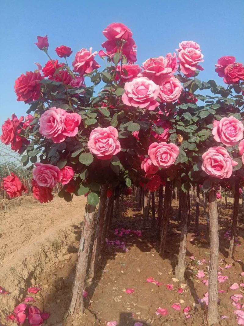 家庭养植花开四季开花阳台可种植