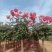 家庭养植花开四季开花阳台可种植