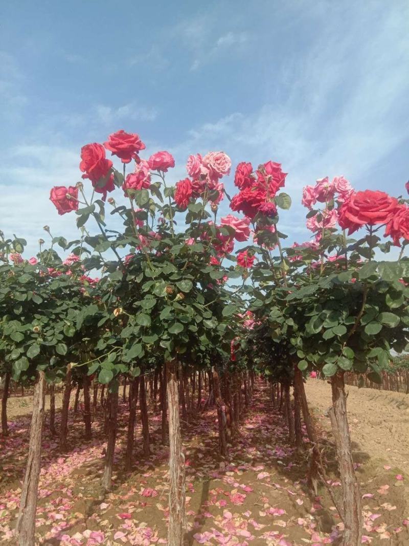 家庭养植花开四季开花阳台可种植