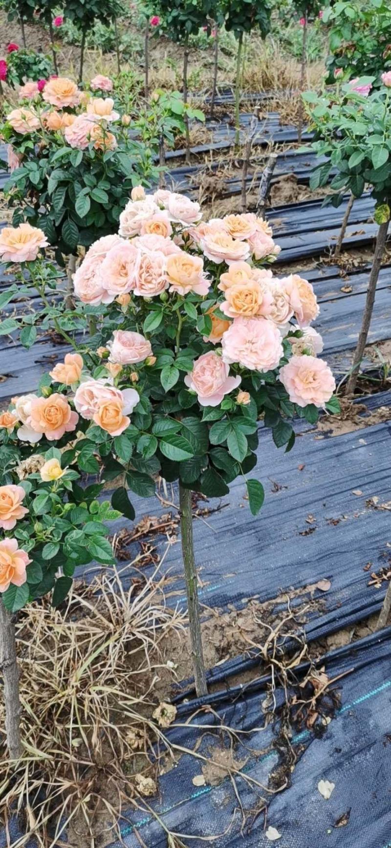 家庭养植花开四季开花阳台可种植