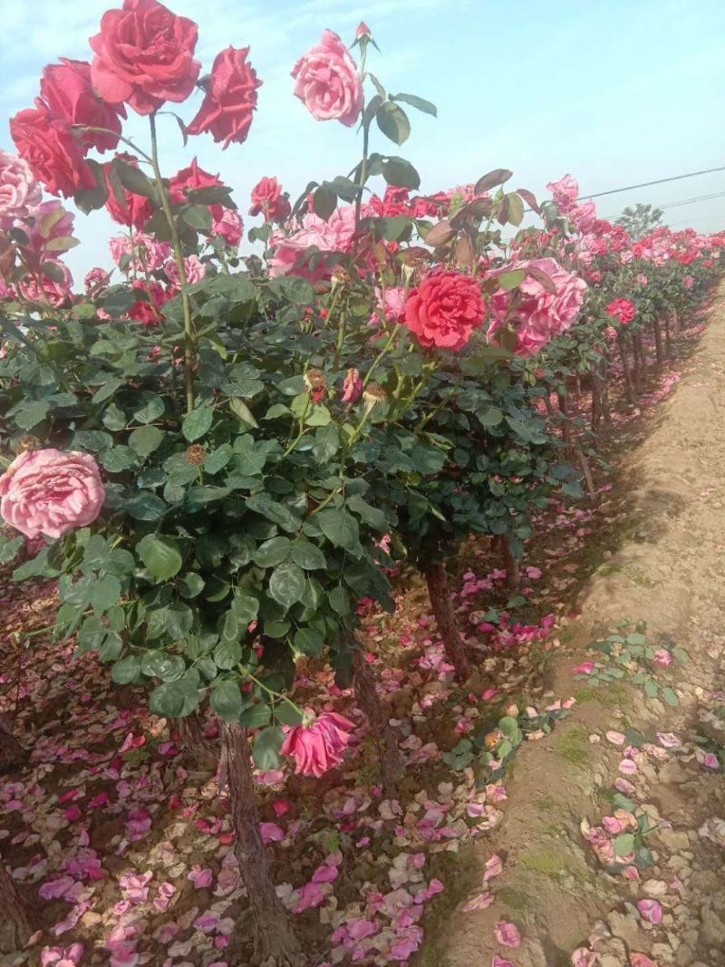 家庭养植花开四季开花阳台可种植