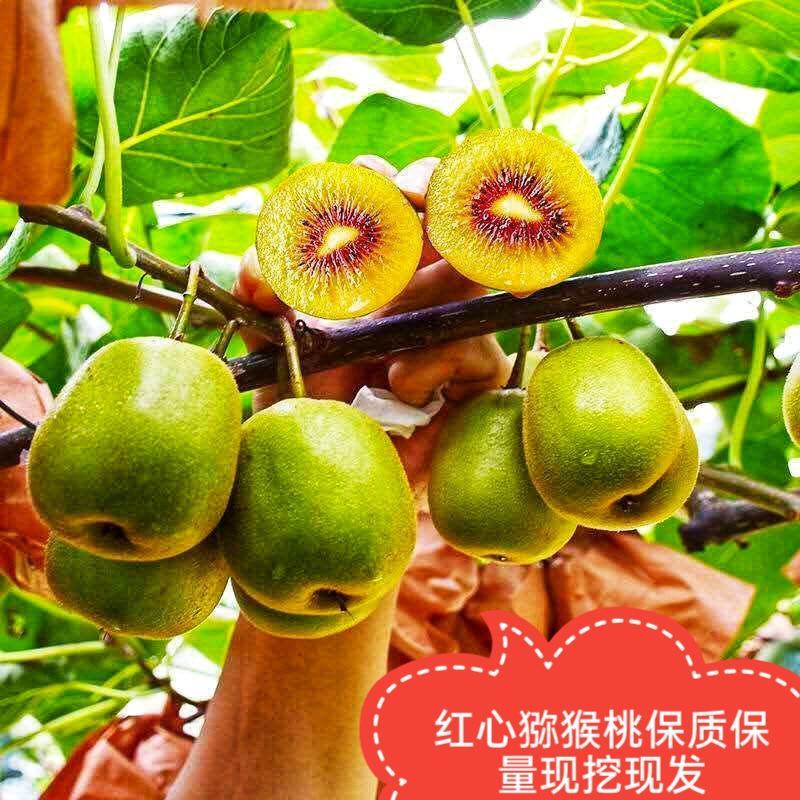 猕猴桃树苗泰山一号徐香红阳翠香红华基地直发假一赔十