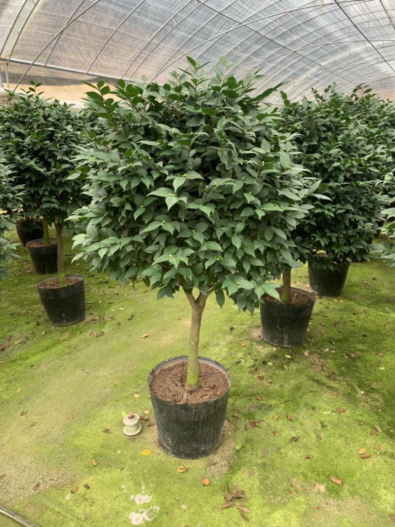 赤丹茶花一手货源质量保证一件起批诚信经营