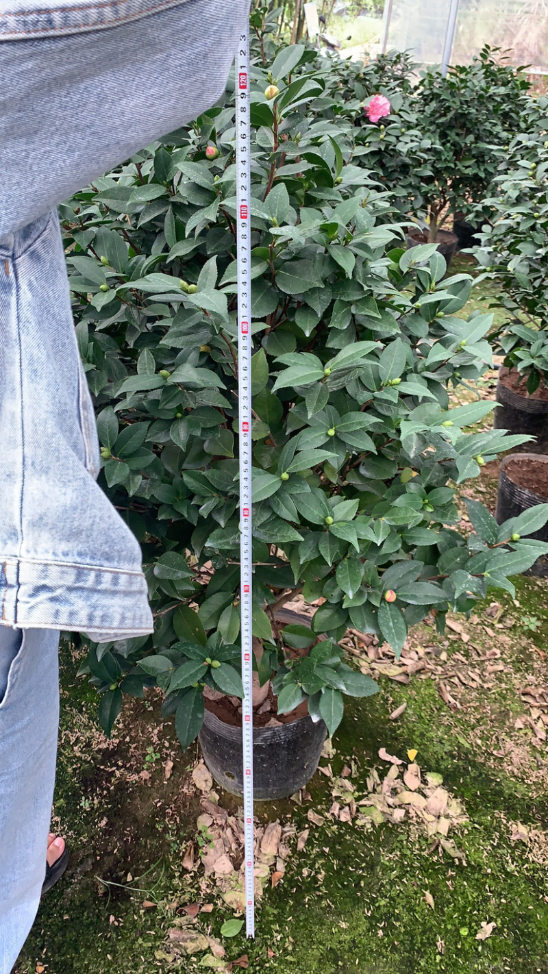 赤丹茶花一手货源质量保证一件起批诚信经营