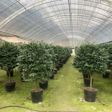 赤丹茶花一手货源质量保证一件起批诚信经营