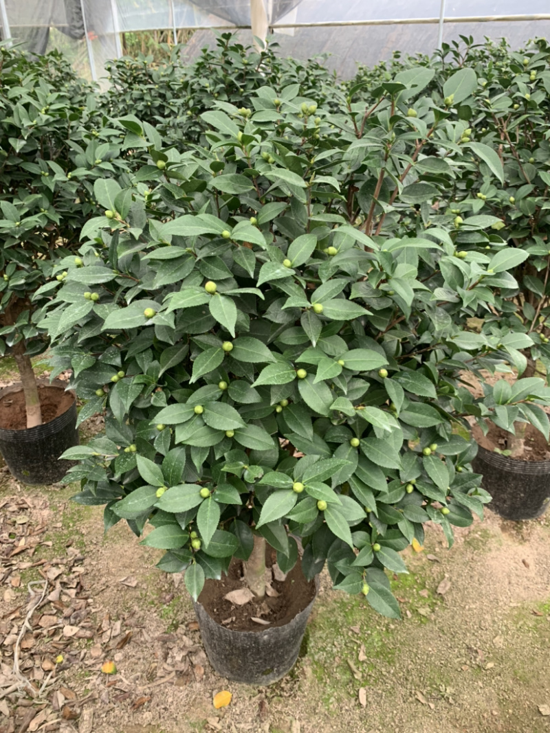 赤丹茶花一手货源质量保证一件起批诚信经营