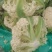 河南焦作精品青梗散花上市散花，青梗小米85天量大从优