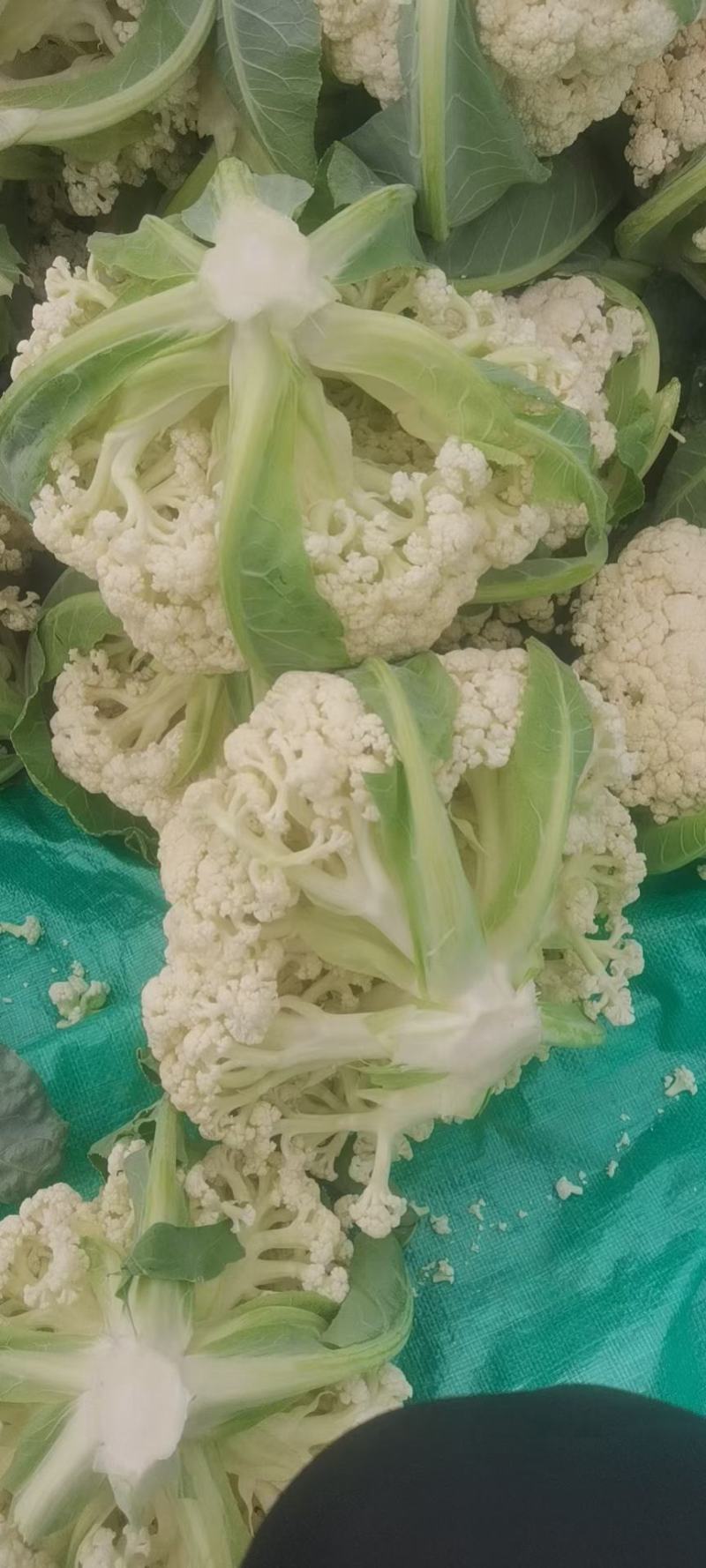 河南焦作精品青梗散花上市散花，青梗小米85天量大从优