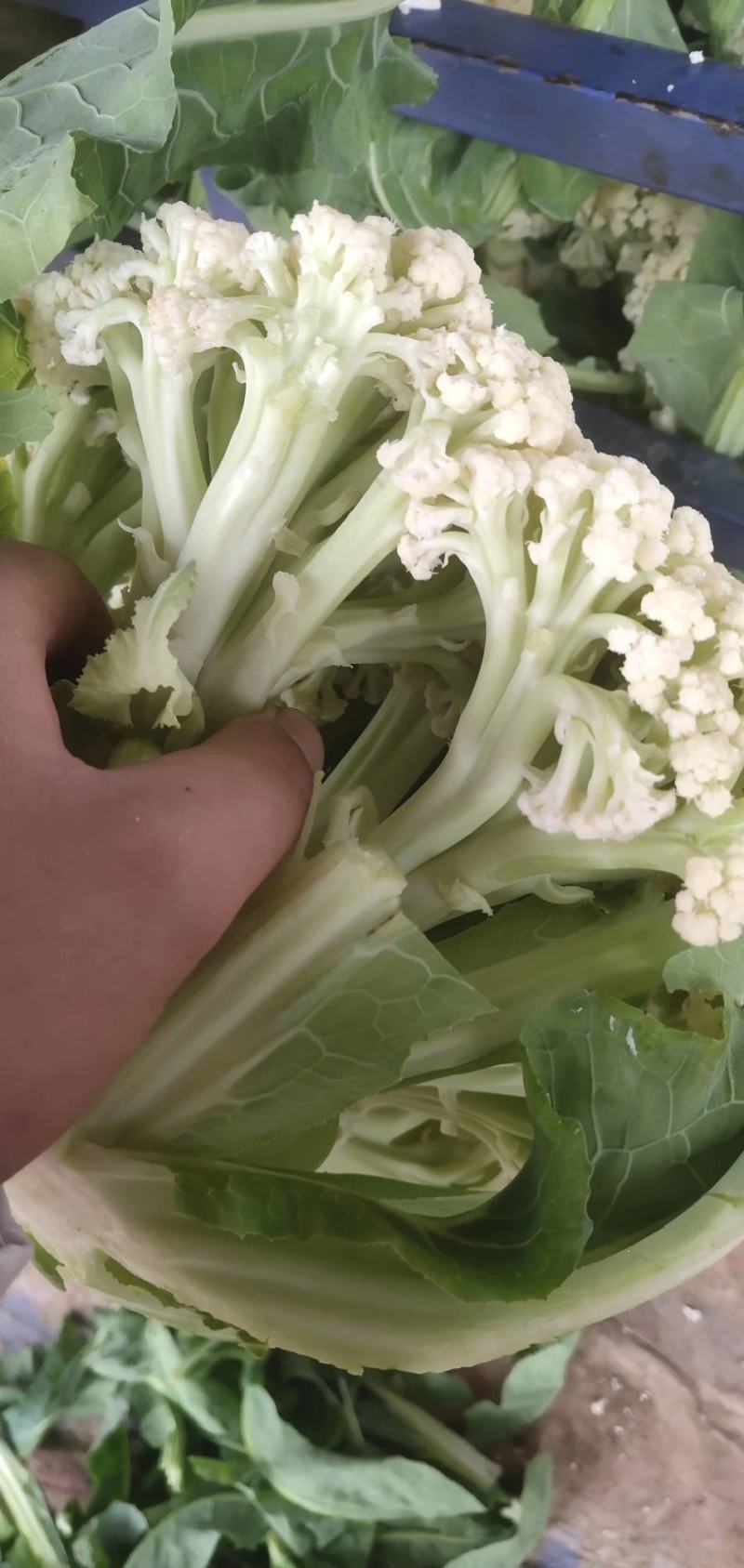 河南焦作精品青梗散花上市散花，青梗小米85天量大从优
