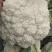 河南焦作精品青梗散花上市散花，青梗小米85天量大从优