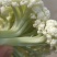 河南焦作精品青梗散花上市散花，青梗小米85天量大从优