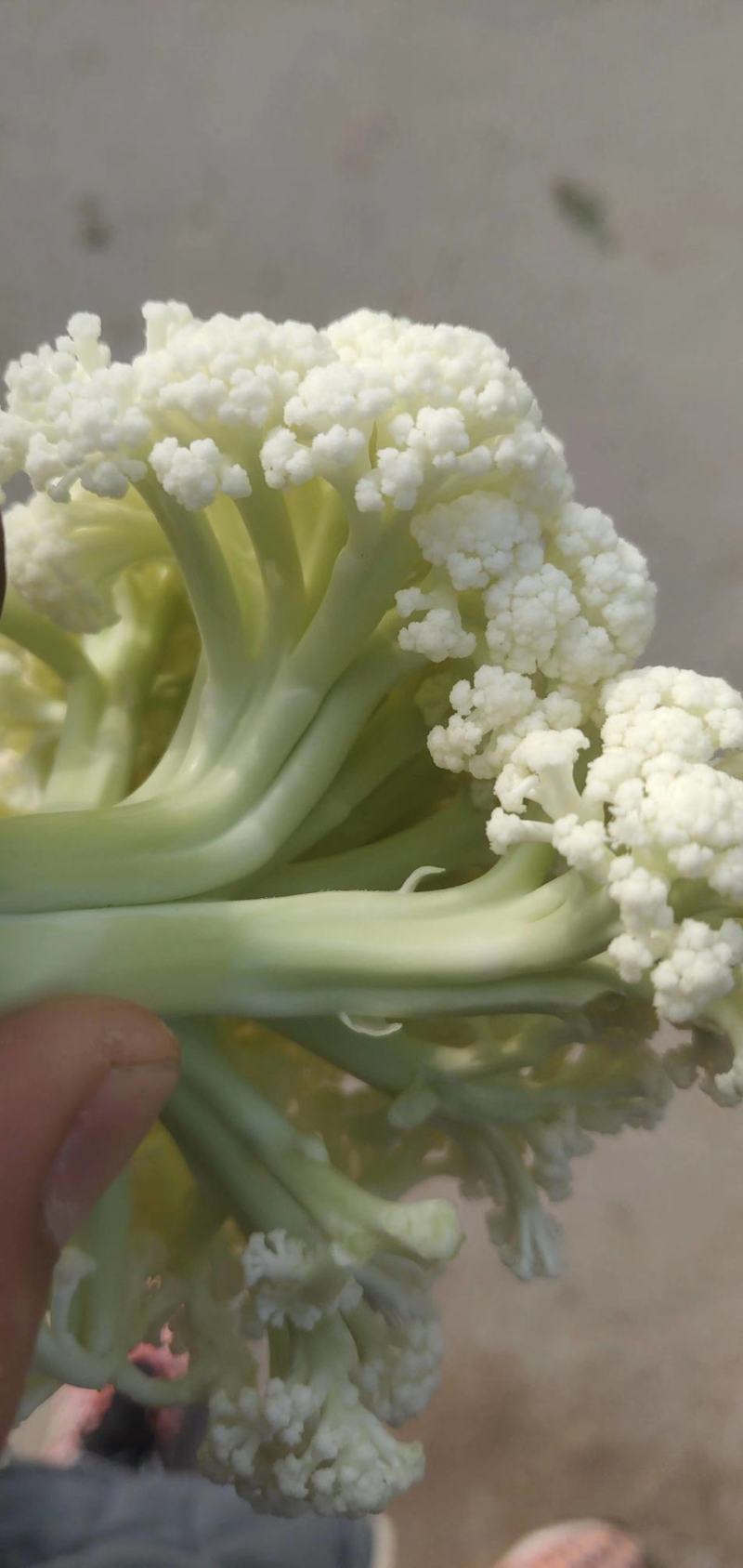 河南焦作精品青梗散花上市散花，青梗小米85天量大从优