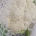 河南焦作精品青梗散花上市散花，青梗小米85天量大从优