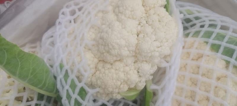河南焦作精品青梗散花上市散花，青梗小米85天量大从优