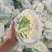 河南焦作精品青梗散花上市散花，青梗小米85天量大从优