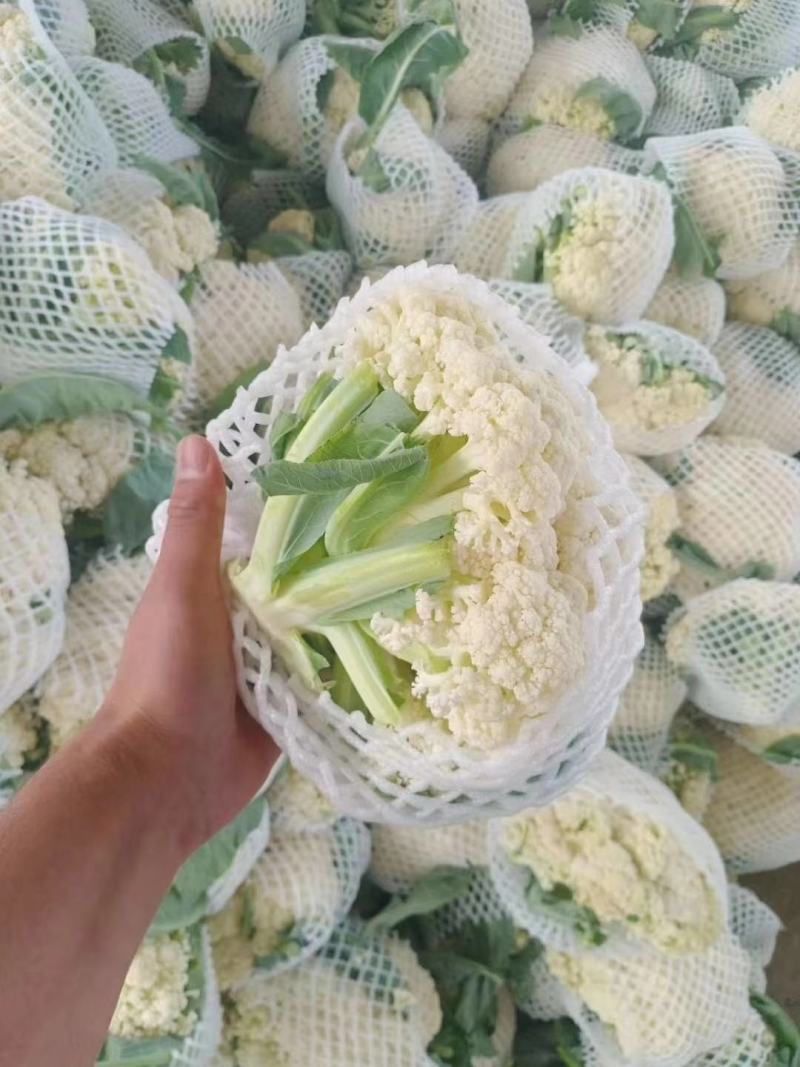 河南焦作精品青梗散花上市散花，青梗小米85天量大从优