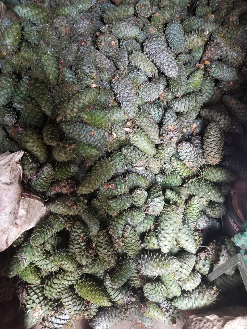 大量批发云南纯野生松子