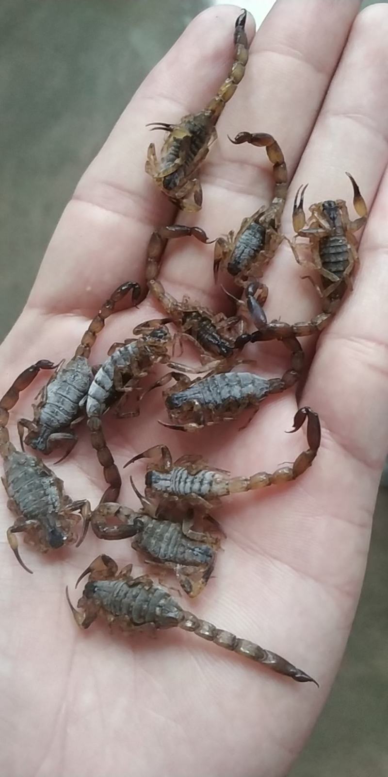 全蝎干货，欢迎咨询，长期合作
