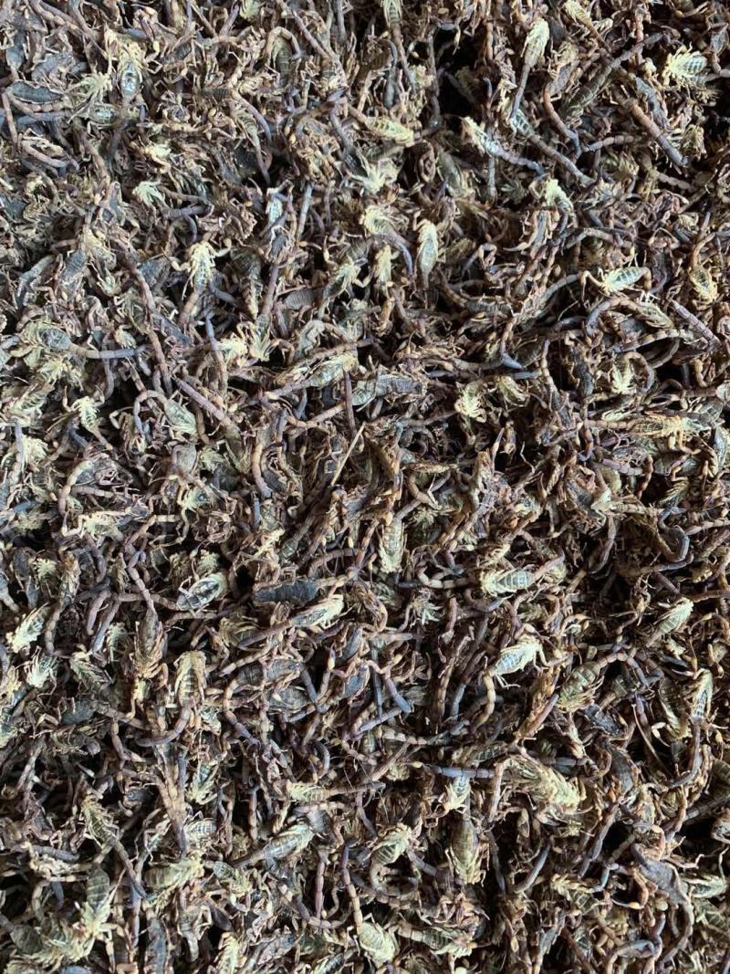 全蝎干货，欢迎咨询，长期合作