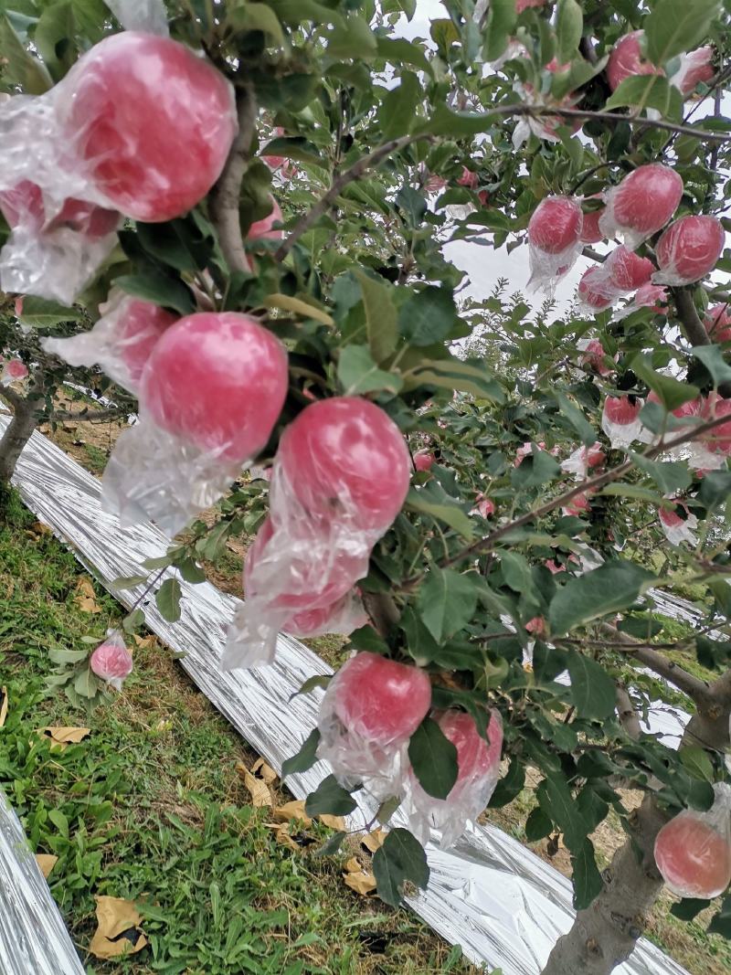 万荣纸加膜红富士苹果个大色正/日照长温差大口感脆甜。