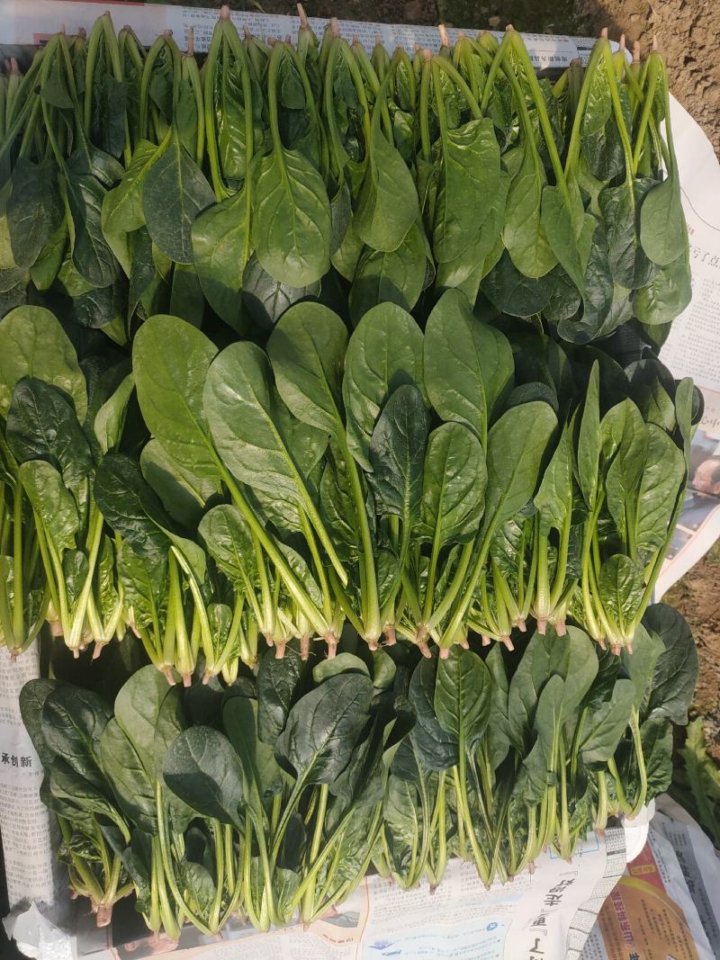 精品菠菜苗，18-21公分，口感好，营养价值高。