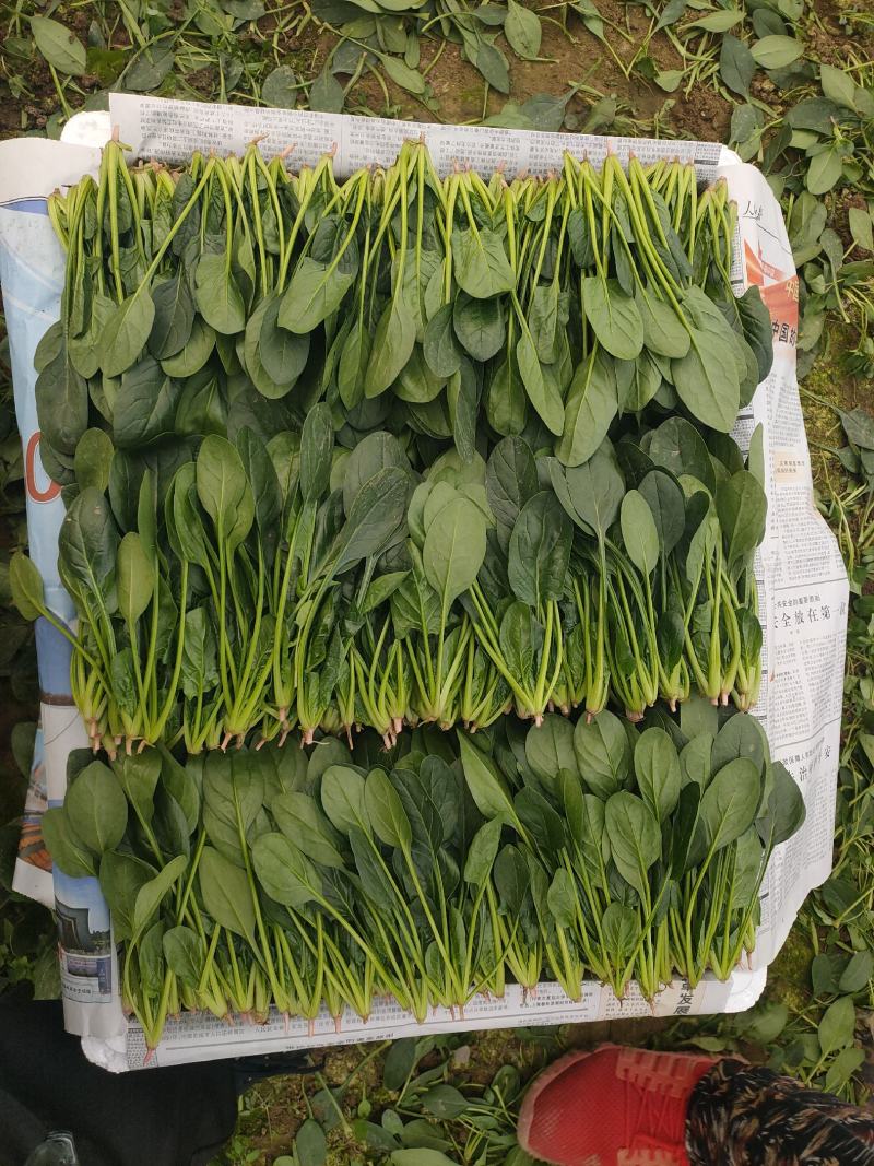精品菠菜苗，18-21公分，口感好，营养价值高。