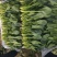 精品菠菜苗，18-21公分，口感好，营养价值高。