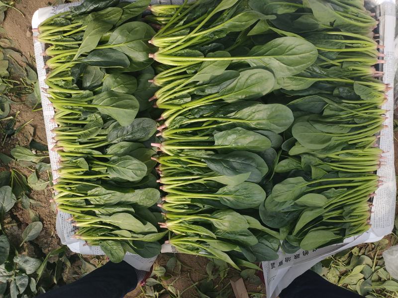 精品菠菜苗，18-21公分，口感好，营养价值高。