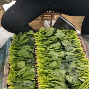 精品菠菜苗，18-21公分，口感好，营养价值高。