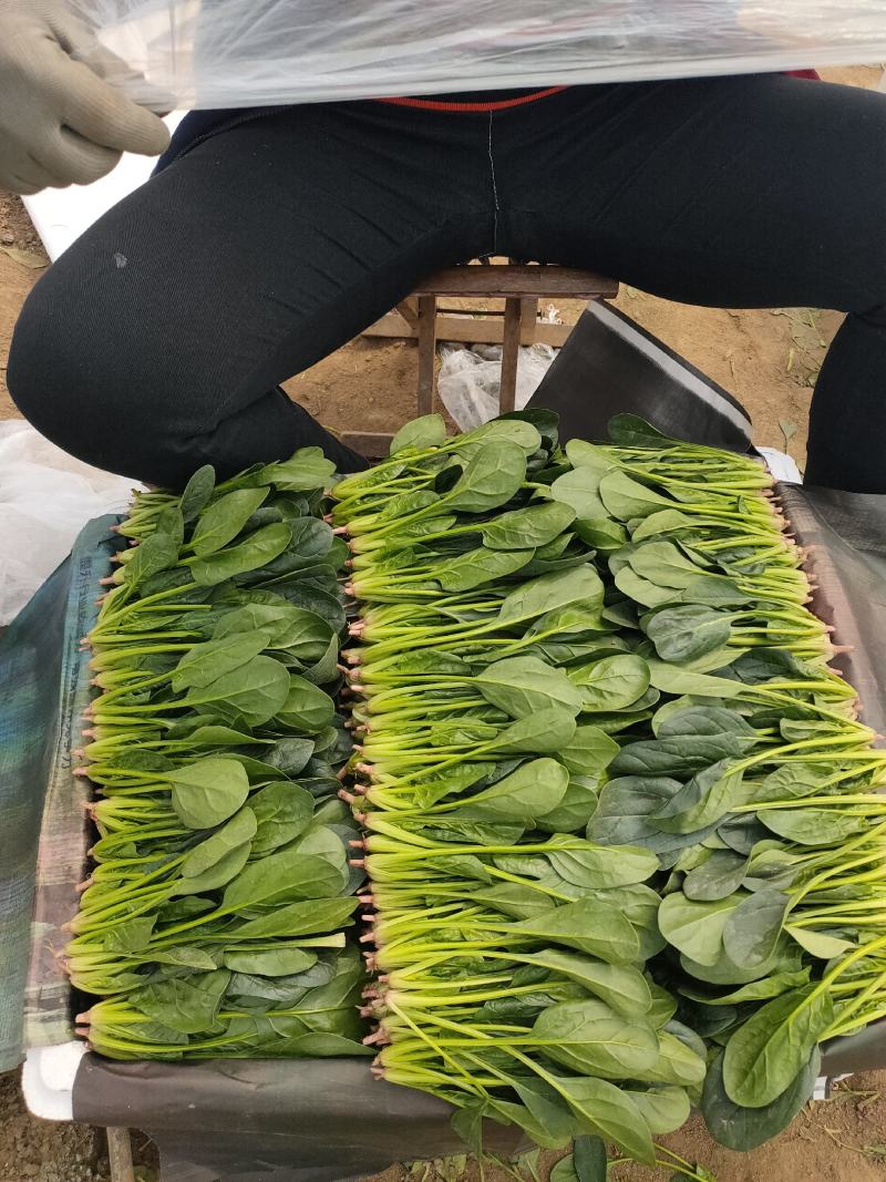精品菠菜苗，18-21公分，口感好，营养价值高。