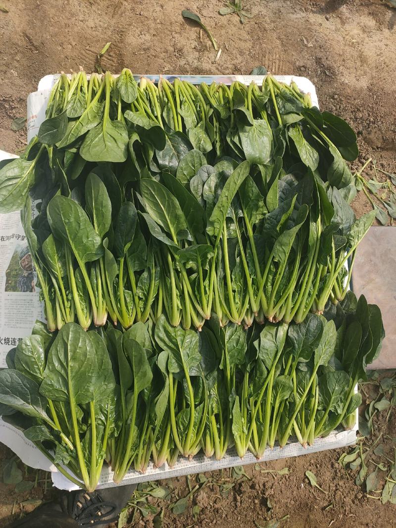 精品菠菜苗，18-21公分，口感好，营养价值高。