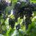 优质秋黑葡萄苗木，纯正品种，价格低廉，昌黎基地直发