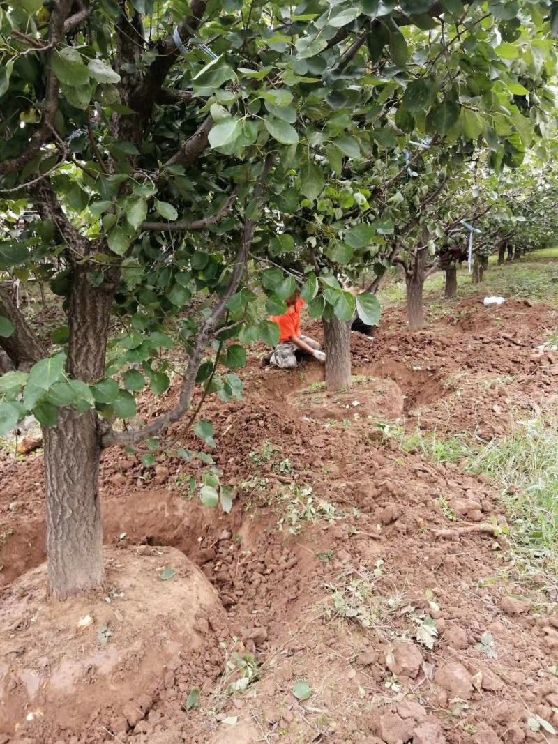 陕西杏树，10-20公分各种规格