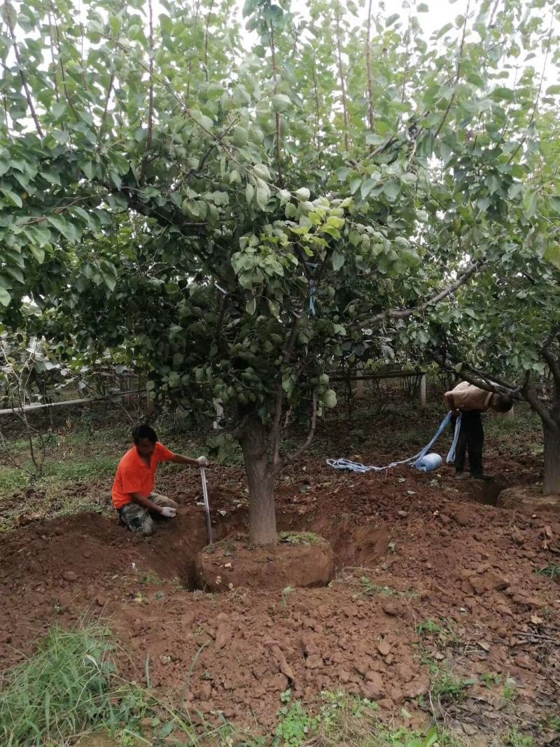 陕西杏树，10-20公分各种规格